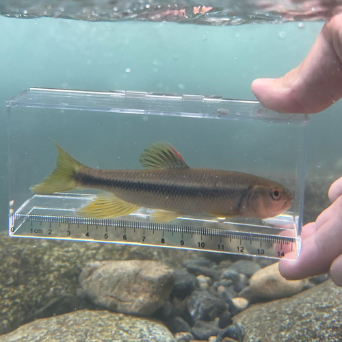 カワムツの釣果