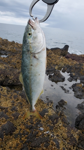 フクラギの釣果