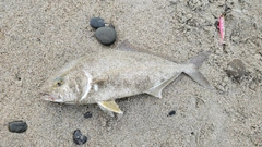 ショゴの釣果