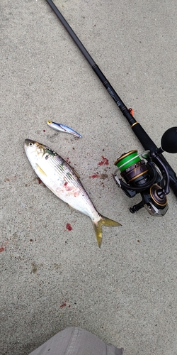 コノシロの釣果