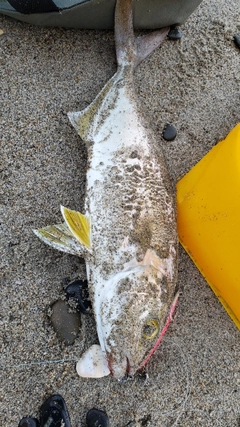 ショゴの釣果