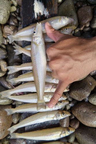 キスの釣果