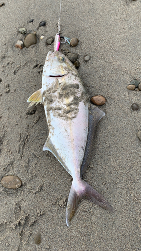 ショゴの釣果