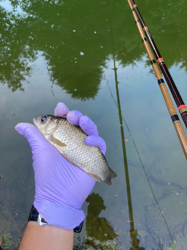 マブナの釣果