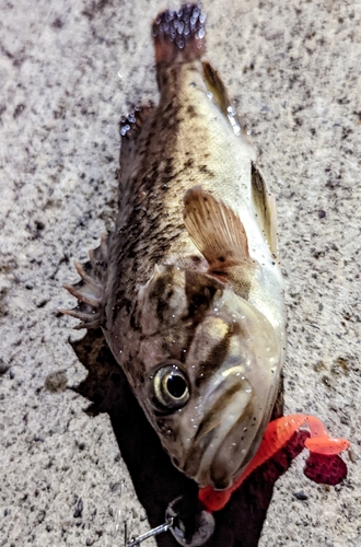 クロソイの釣果