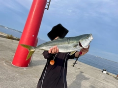 ワラサの釣果