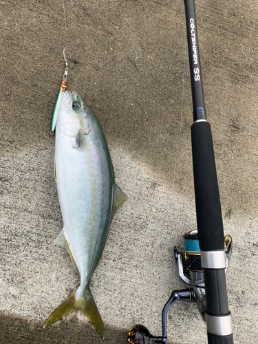 ハマチの釣果