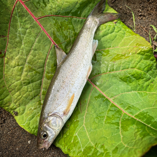 ウグイの釣果