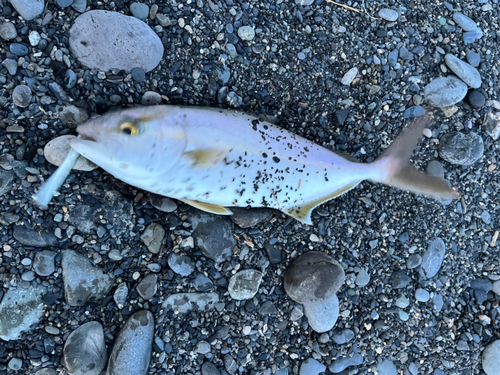 ショゴの釣果