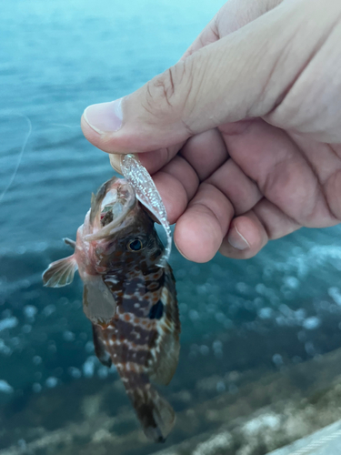 キジハタの釣果