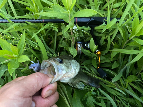 ブラックバスの釣果