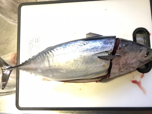 ヒラソウダの釣果