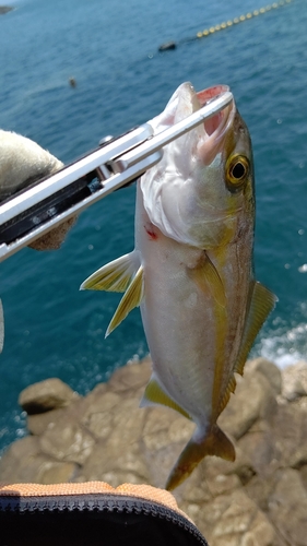 シオの釣果