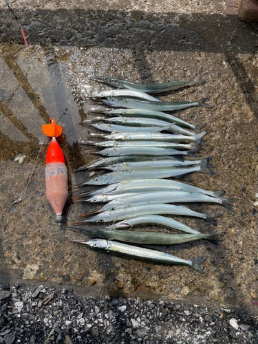 サヨリの釣果