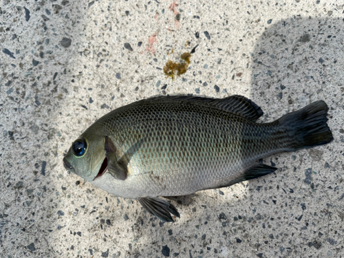 メジナの釣果