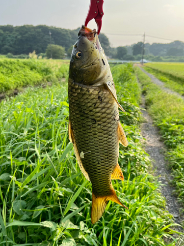 コイの釣果