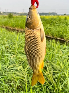 コイの釣果