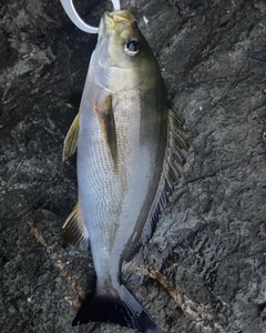 イサキの釣果
