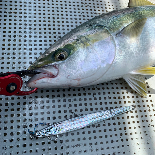 ハマチの釣果