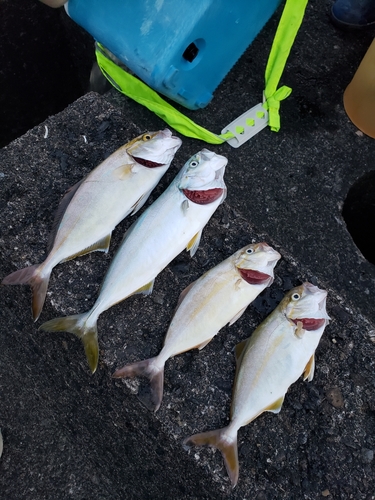 ショゴの釣果