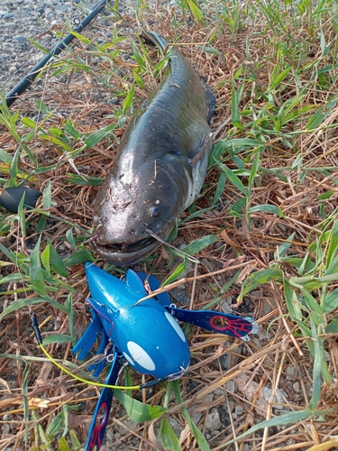 ナマズの釣果