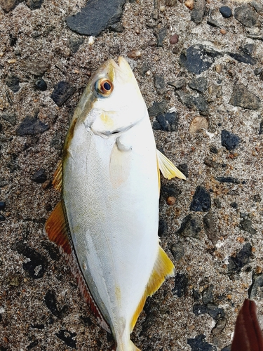 ショゴの釣果