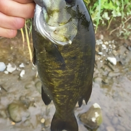 スモールマウスバス