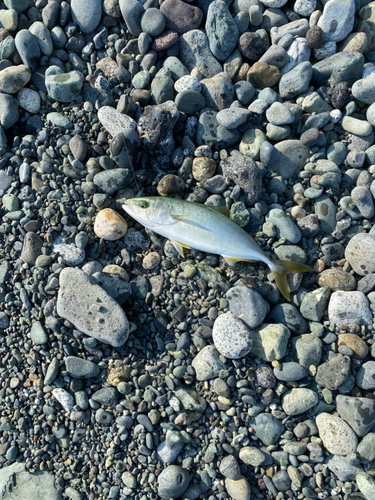 ワカシの釣果