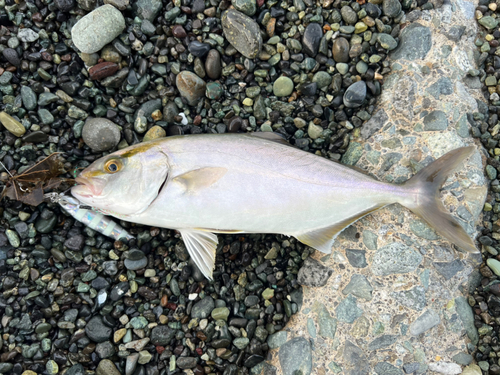 ショゴの釣果