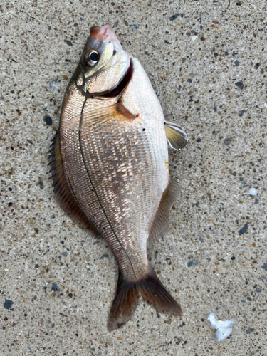 ウミタナゴの釣果