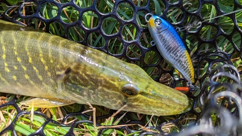 ノーザンパイクの釣果