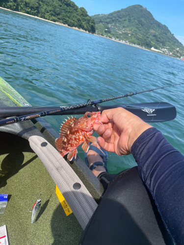 カサゴの釣果