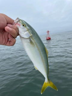 イナダの釣果