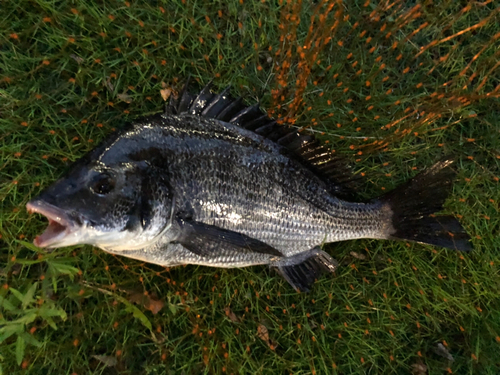 チヌの釣果