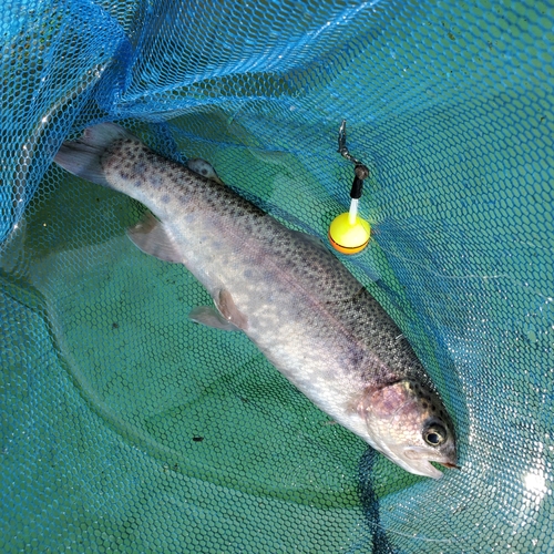 ニジマスの釣果