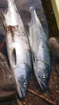 カラフトマスの釣果