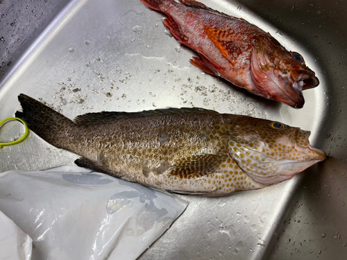 オオモンハタの釣果