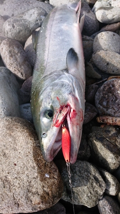 シロザケの釣果