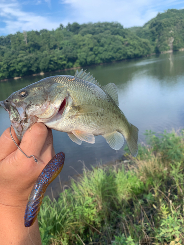 ブラックバスの釣果