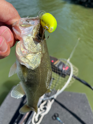 ブラックバスの釣果