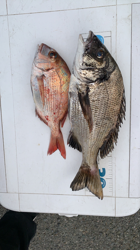 クロダイの釣果