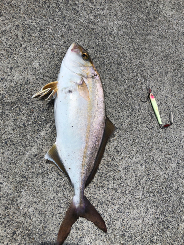 ショゴの釣果