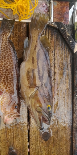 ホウキハタの釣果