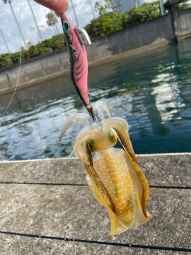 アオリイカの釣果