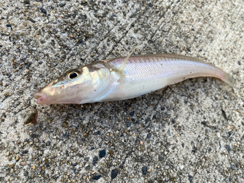 キスの釣果