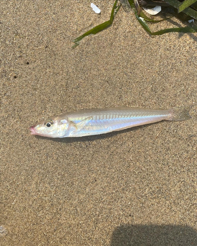 キスの釣果