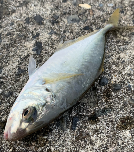 イシダイの釣果