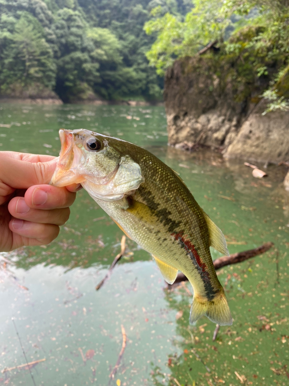 ブラックバス