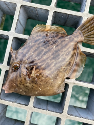 カワハギの釣果