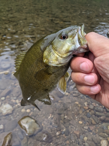 スモールマウスバスの釣果